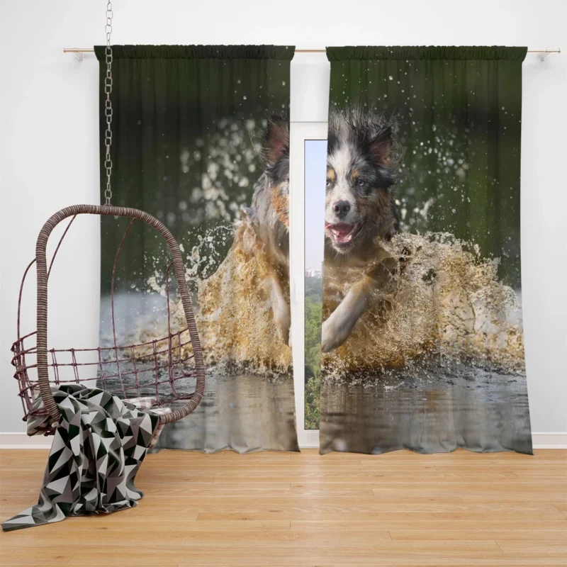 Playful Splash in the Water: Australian Shepherd Window Curtain