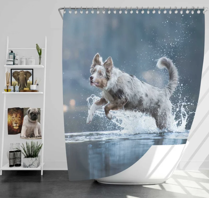 Playful Water Splash: Australian Shepherd Shower Curtain