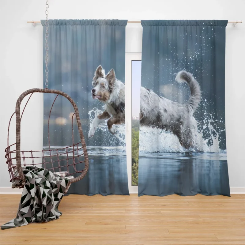 Playful Water Splash: Australian Shepherd Window Curtain