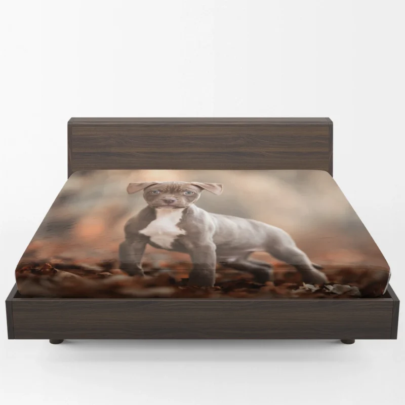 Playful and Cute: American Pit Bull Terrier Puppy Quartet Fitted Sheet 1