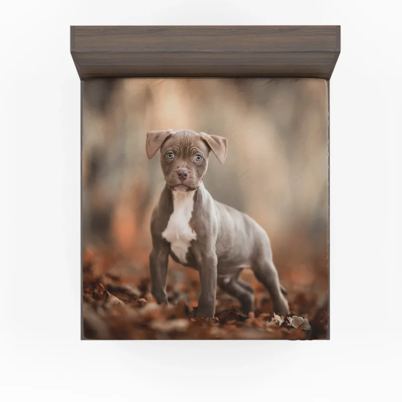 Playful and Cute: American Pit Bull Terrier Puppy Quartet Fitted Sheet