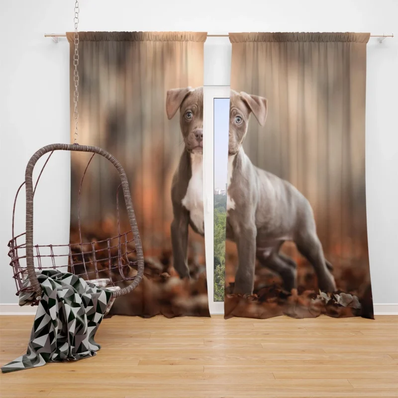 Playful and Cute: American Pit Bull Terrier Puppy Quartet Window Curtain