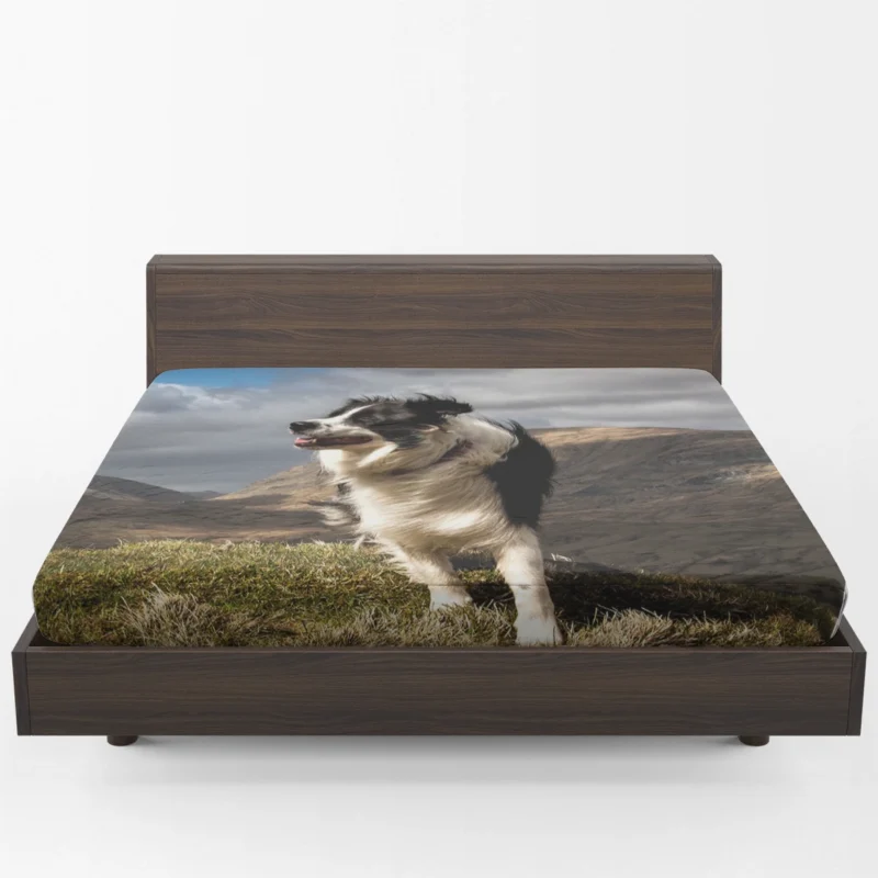 Playful and Energetic Border Collie: Border Collie Fitted Sheet 1