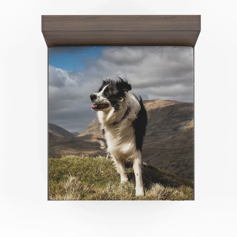 Playful and Energetic Border Collie: Border Collie Fitted Sheet