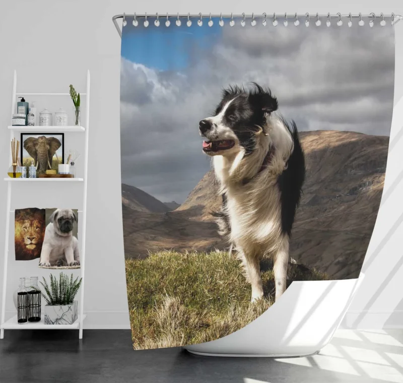 Playful and Energetic Border Collie: Border Collie Shower Curtain