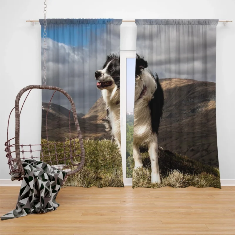 Playful and Energetic Border Collie: Border Collie Window Curtain