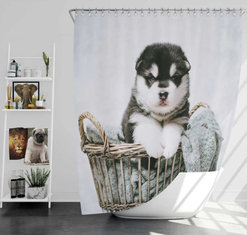 Playfulness of Puppies: Alaskan Malamute Quartet Shower Curtain