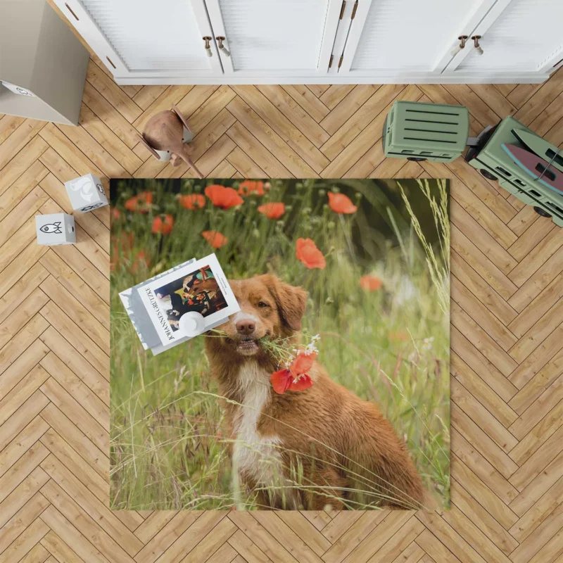 Poppy Fields: Nova Scotia Duck Tolling Retriever Quartet Floor Rug