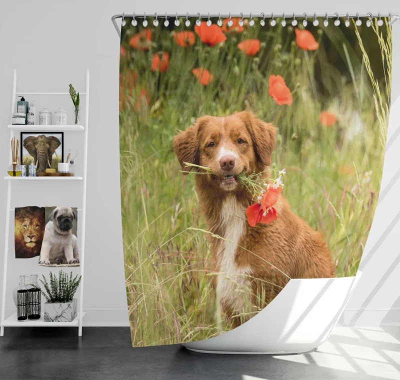 Poppy Fields: Nova Scotia Duck Tolling Retriever Quartet Shower Curtain