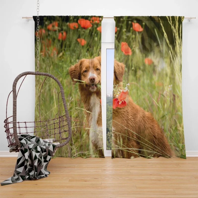 Poppy Fields: Nova Scotia Duck Tolling Retriever Quartet Window Curtain