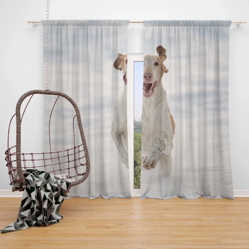 Poppy and Red Flower Beauty: Bull Terrier Window Curtain