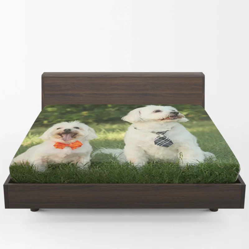 Portrait Perfection: Two Maltese Dogs in Ties Fitted Sheet 1