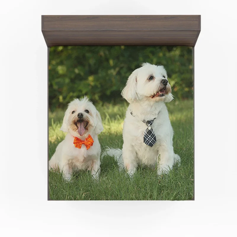 Portrait Perfection: Two Maltese Dogs in Ties Fitted Sheet