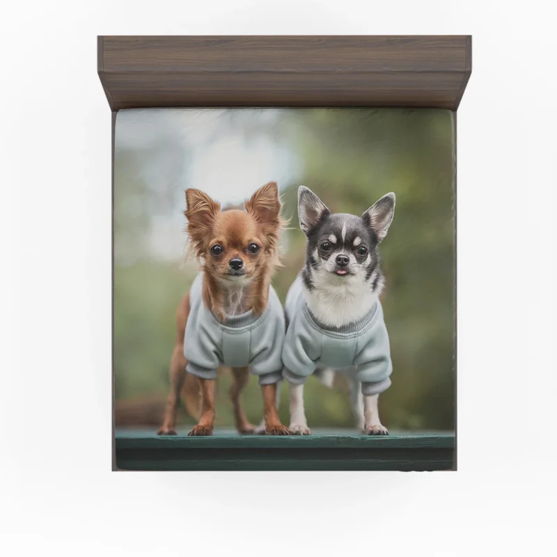 Precious Petite Paws: Chihuahua Quartet Fitted Sheet