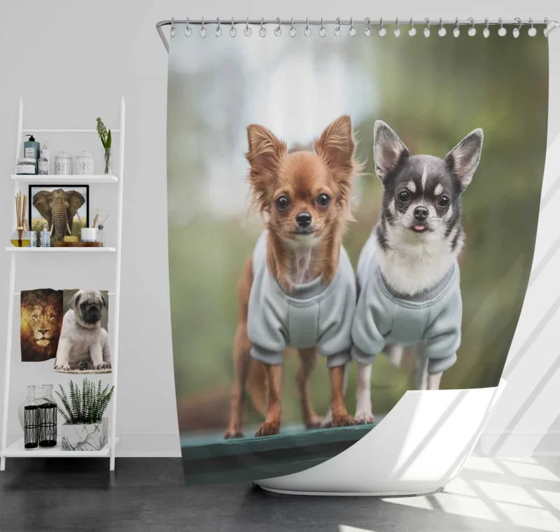 Precious Petite Paws: Chihuahua Quartet Shower Curtain