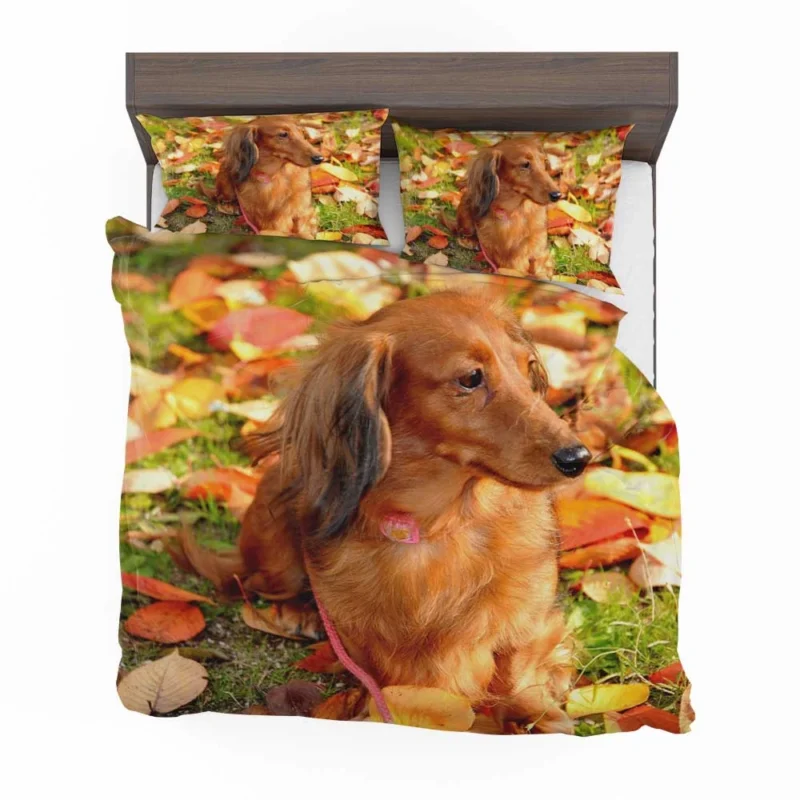 Protective Dachshund: Fourfold Quartet Bedding Set 1