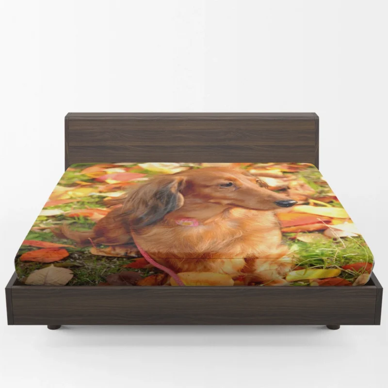 Protective Dachshund: Fourfold Quartet Fitted Sheet 1