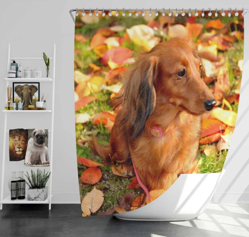 Protective Dachshund: Fourfold Quartet Shower Curtain