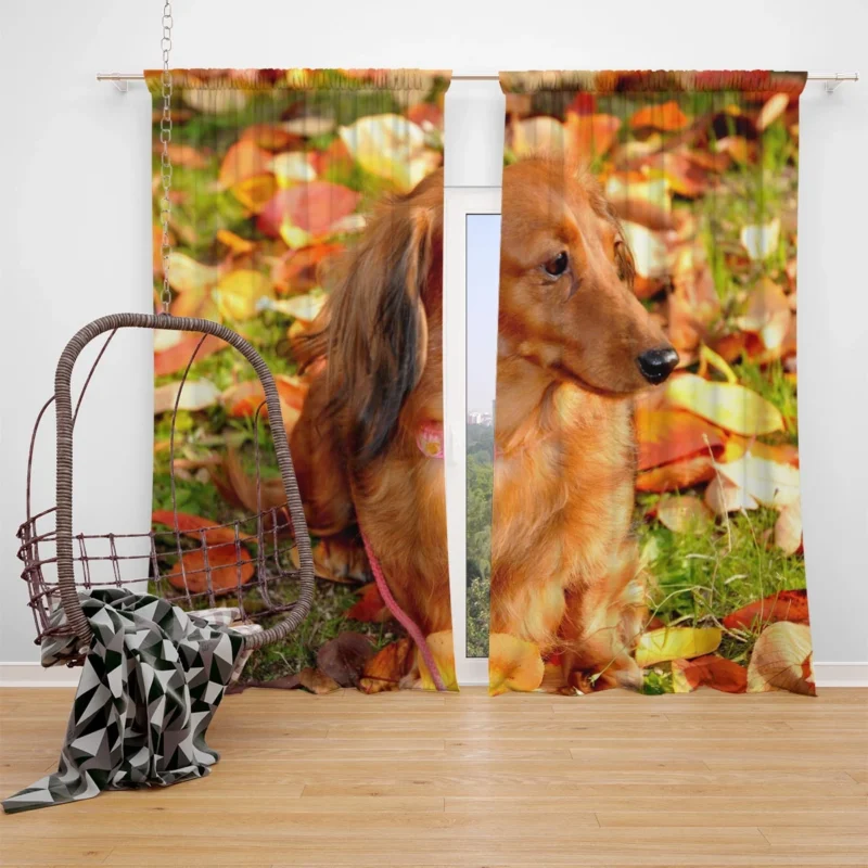 Protective Dachshund: Fourfold Quartet Window Curtain