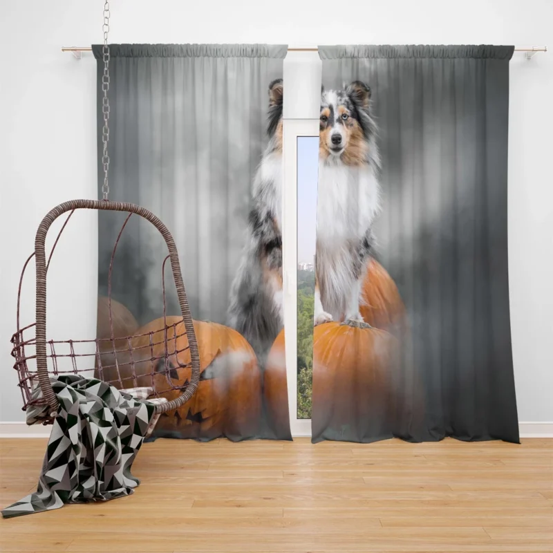 Pumpkin Pup Amazement: Shetland Sheepdog Quartet Window Curtain