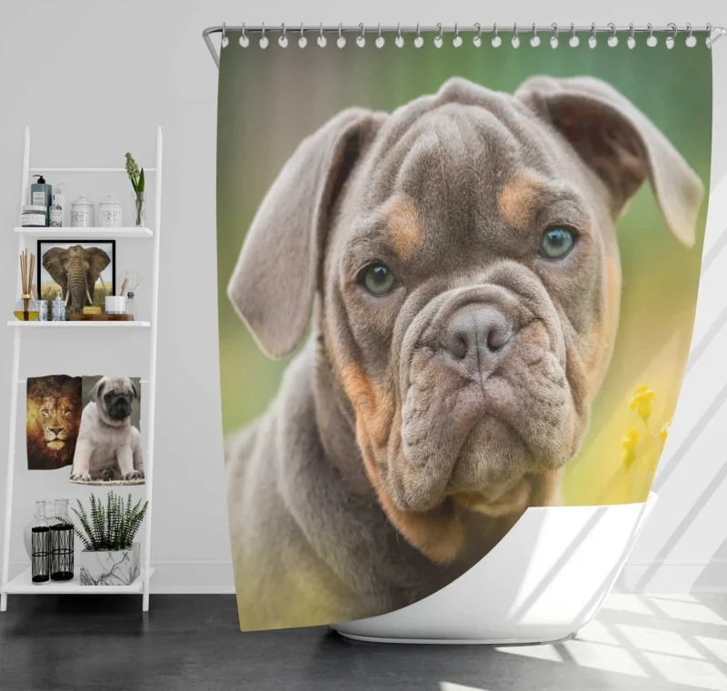 Puppies Bringing Joy: Bulldog Quartet Shower Curtain