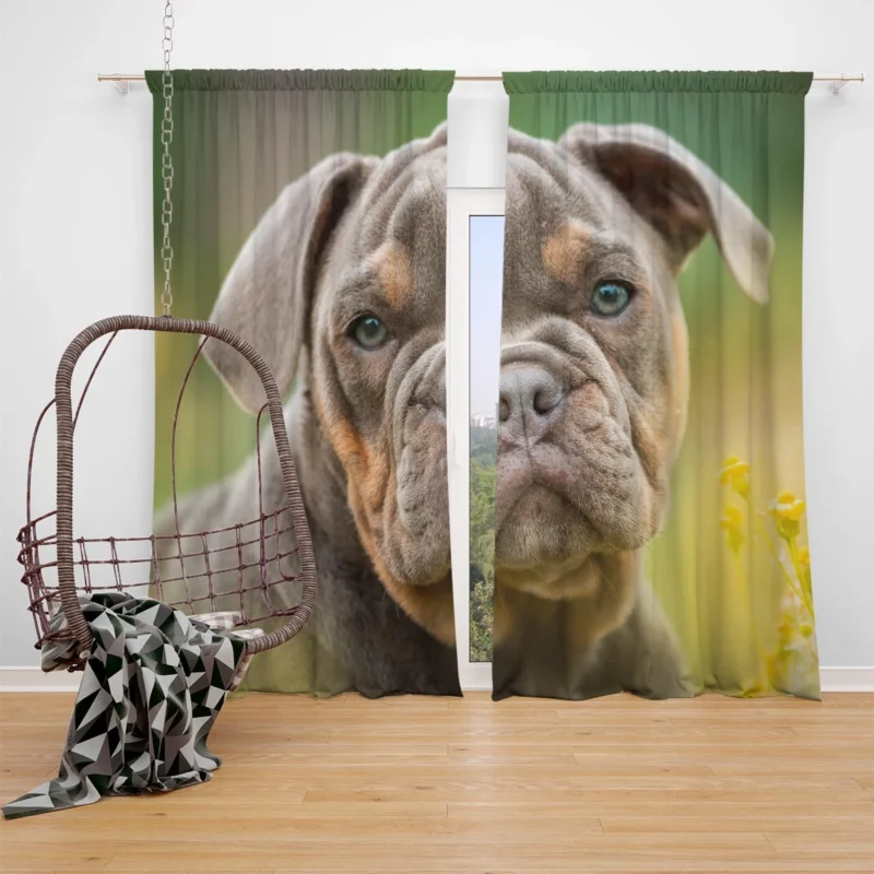 Puppies Bringing Joy: Bulldog Quartet Window Curtain