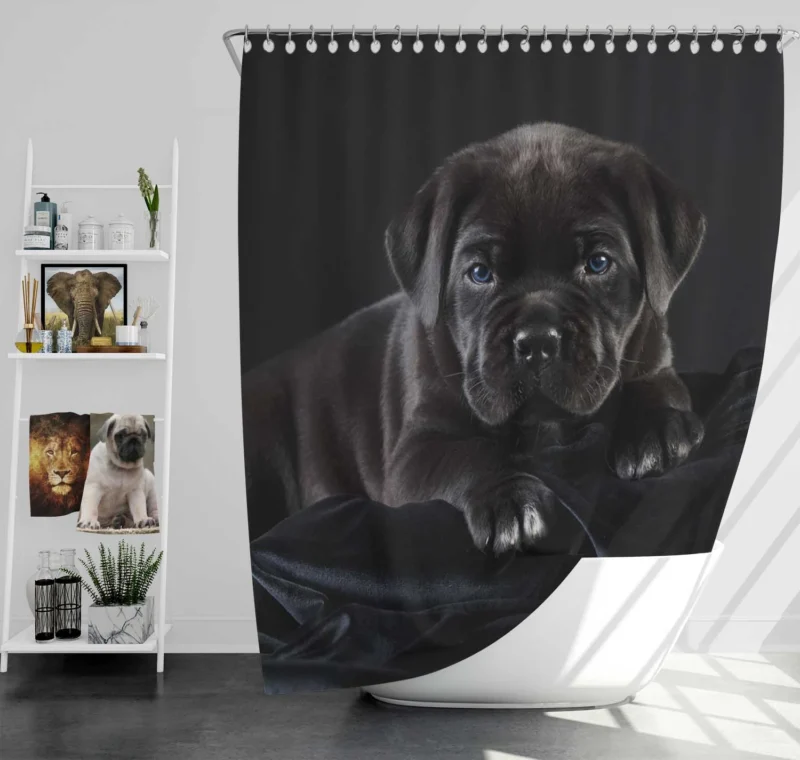 Puppies in a Bauble: Cane Corso Quartet Shower Curtain