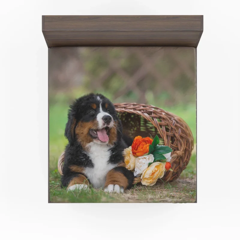 Puppy Cuteness with Bernese Ba: Bernese Mountain Dog Fitted Sheet