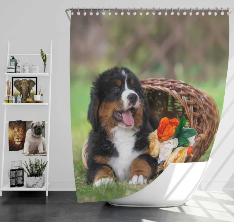 Puppy Cuteness with Bernese Ba: Bernese Mountain Dog Shower Curtain