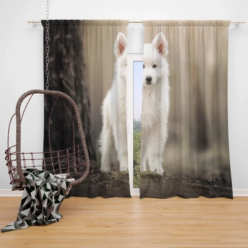 Puppy Dog: Samoyed Quartet Window Curtain