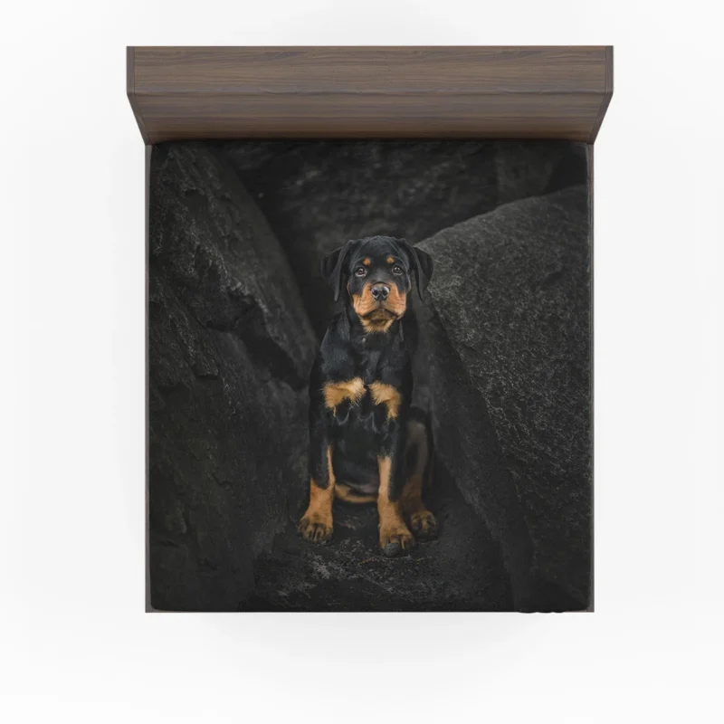 Puppy Gaze in Depth: Rottweiler Quartet Fitted Sheet