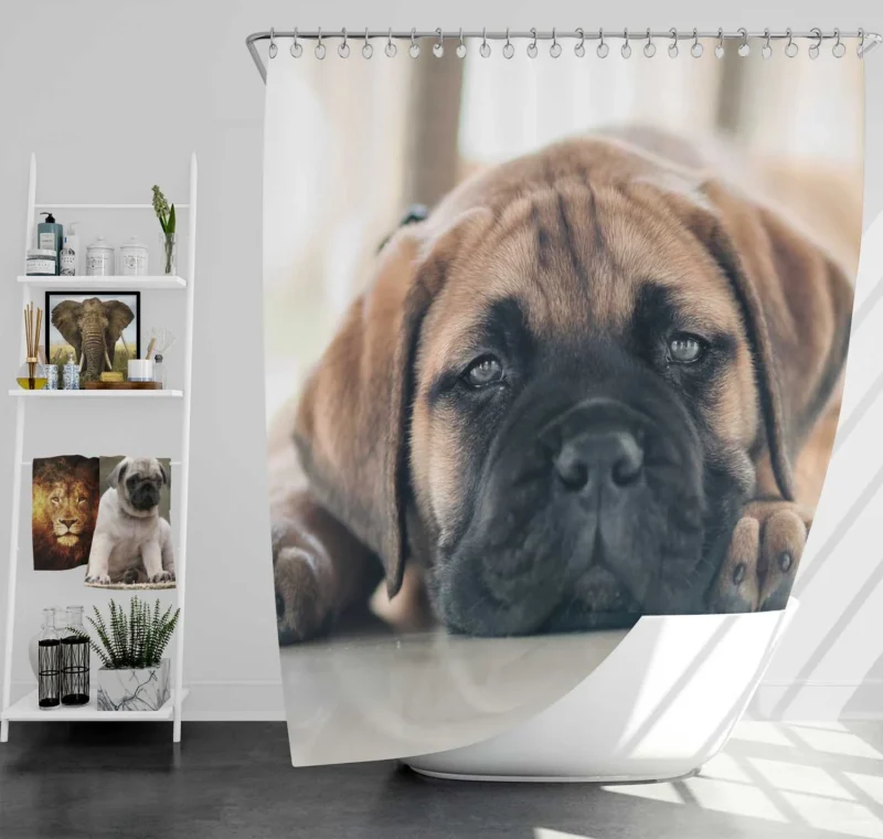 Puppy Love in Fourfold: Bullmastiff Quartet Shower Curtain