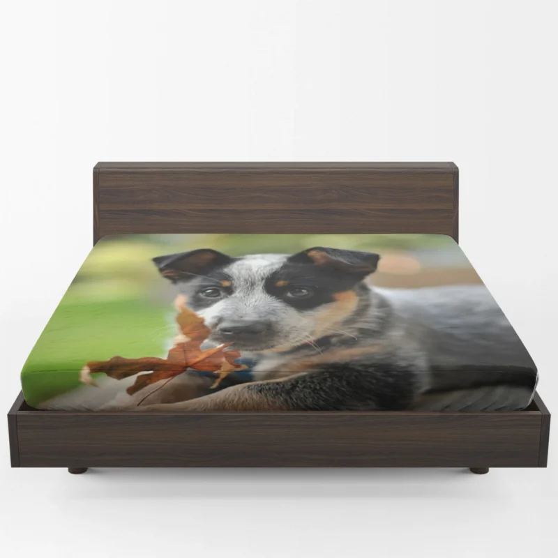 Puppy with Bokeh Background: Australian Cattle Dog Fitted Sheet 1