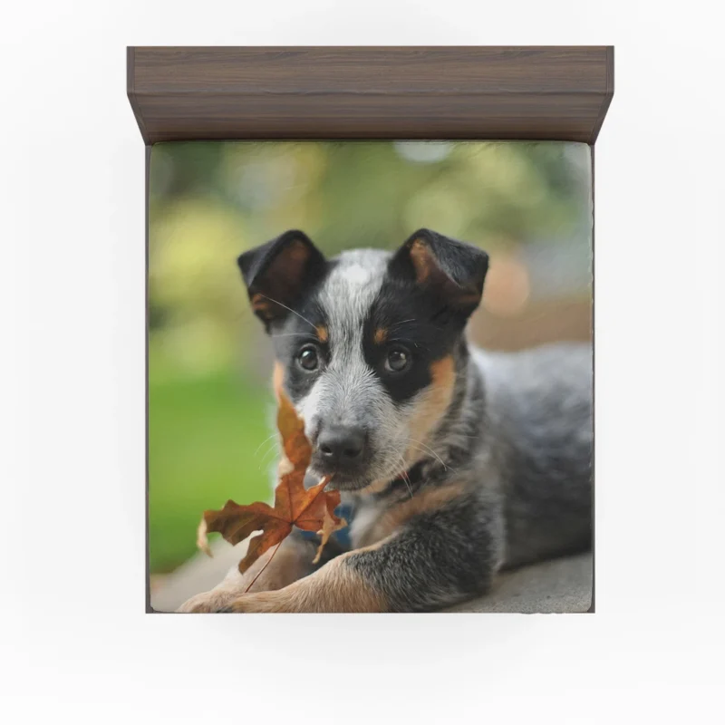 Puppy with Bokeh Background: Australian Cattle Dog Fitted Sheet
