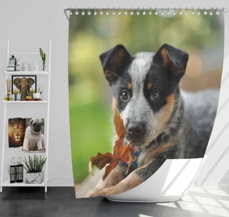 Puppy with Bokeh Background: Australian Cattle Dog Shower Curtain