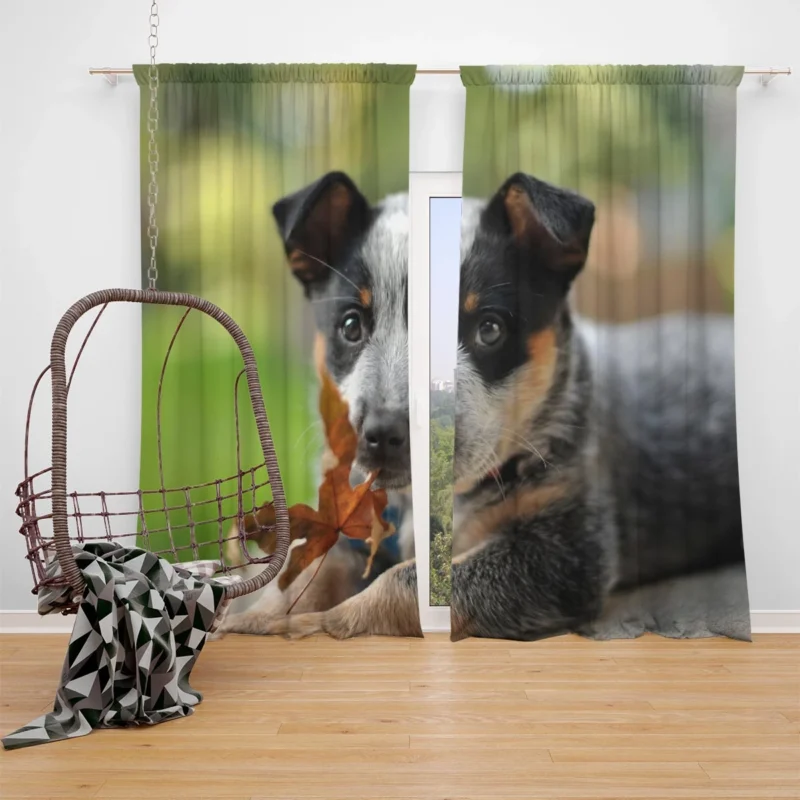 Puppy with Bokeh Background: Australian Cattle Dog Window Curtain