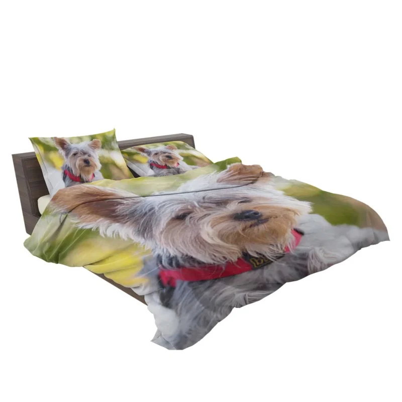 Pure Silk Delight: Silky Terrier Quartet Bedding Set 2