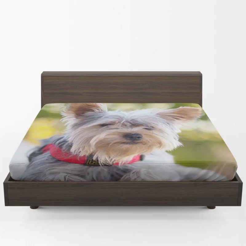 Pure Silk Delight: Silky Terrier Quartet Fitted Sheet 1