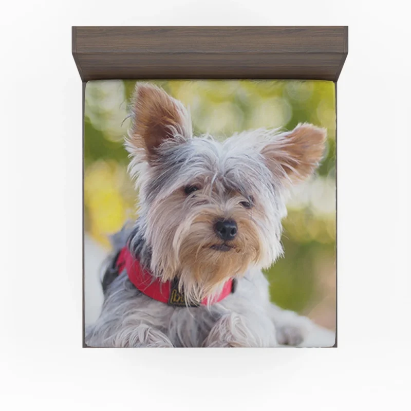 Pure Silk Delight: Silky Terrier Quartet Fitted Sheet