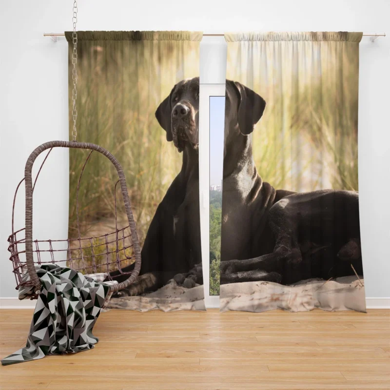 Quadruple Canine Beauty: Great Dane Elegance Window Curtain