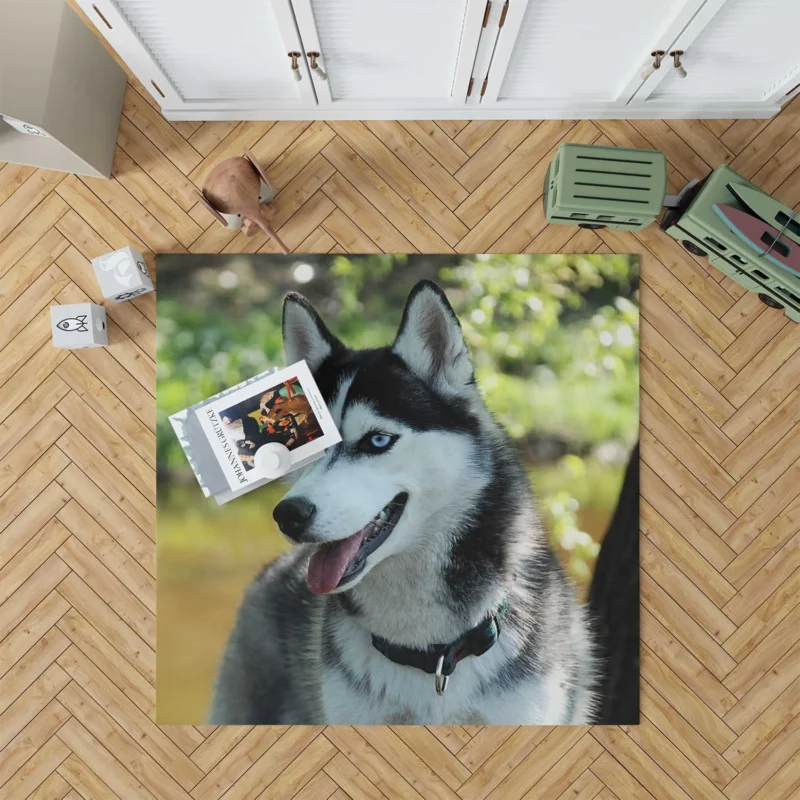 Quadruple Canine Elegance: Husky Beauty Floor Rug