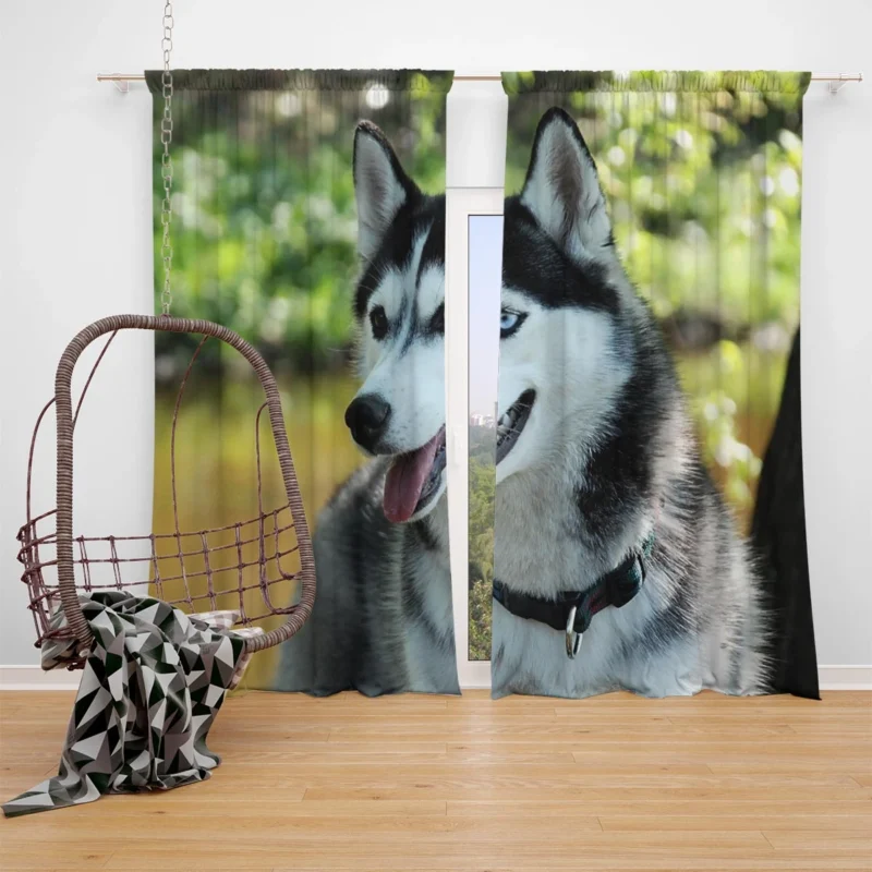 Quadruple Canine Elegance: Husky Beauty Window Curtain