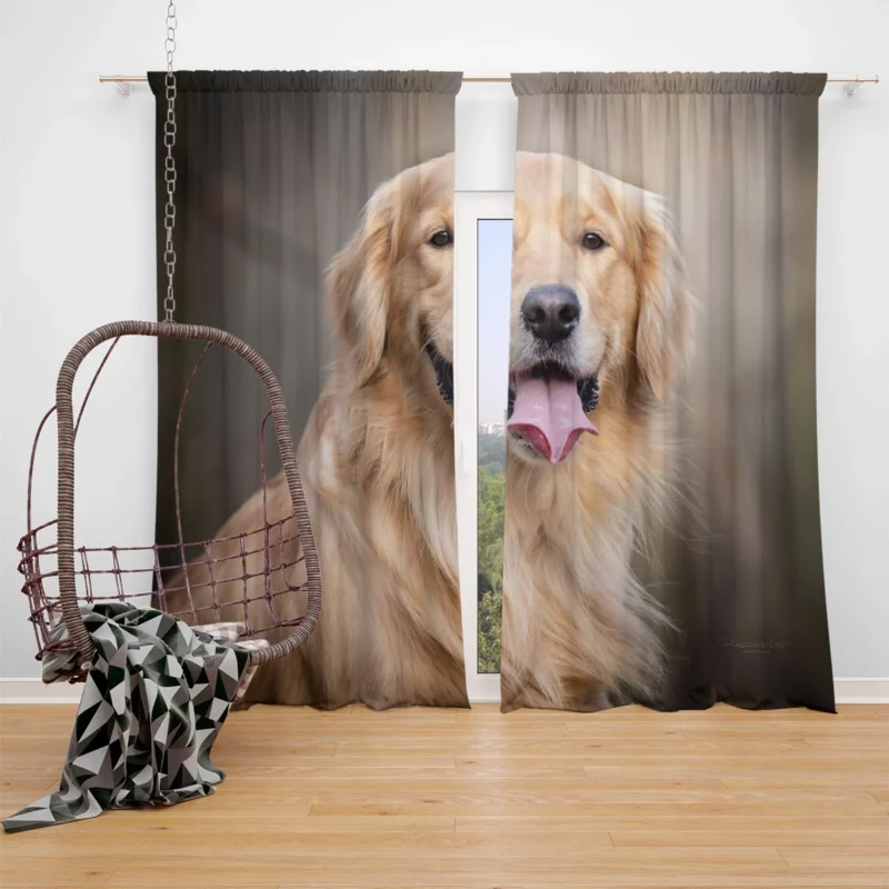 Quadruple Canine Grace: Golden Retrievers Window Curtain