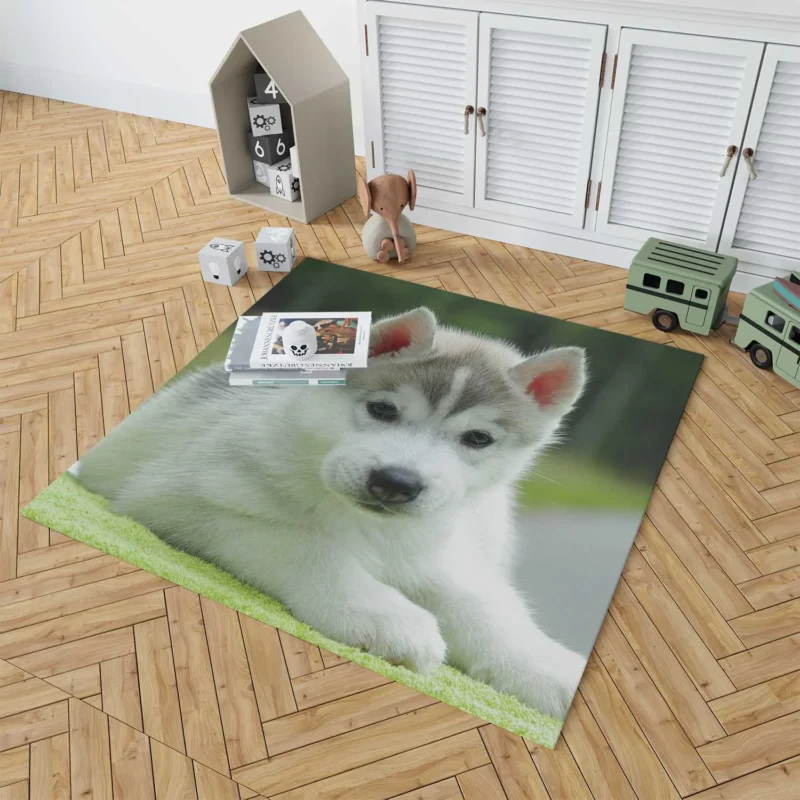 Quadruple Cuteness Overload: Husky Puppies Floor Rug 1