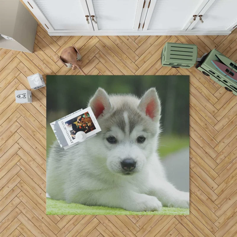 Quadruple Cuteness Overload: Husky Puppies Floor Rug