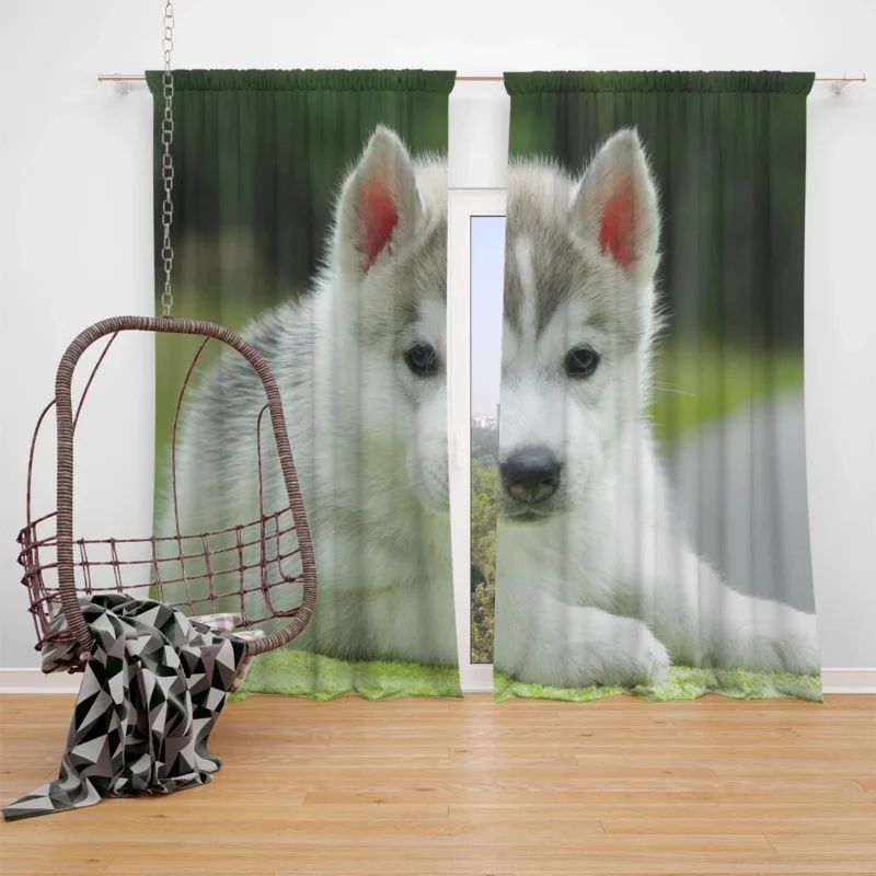 Quadruple Cuteness Overload: Husky Puppies Window Curtain