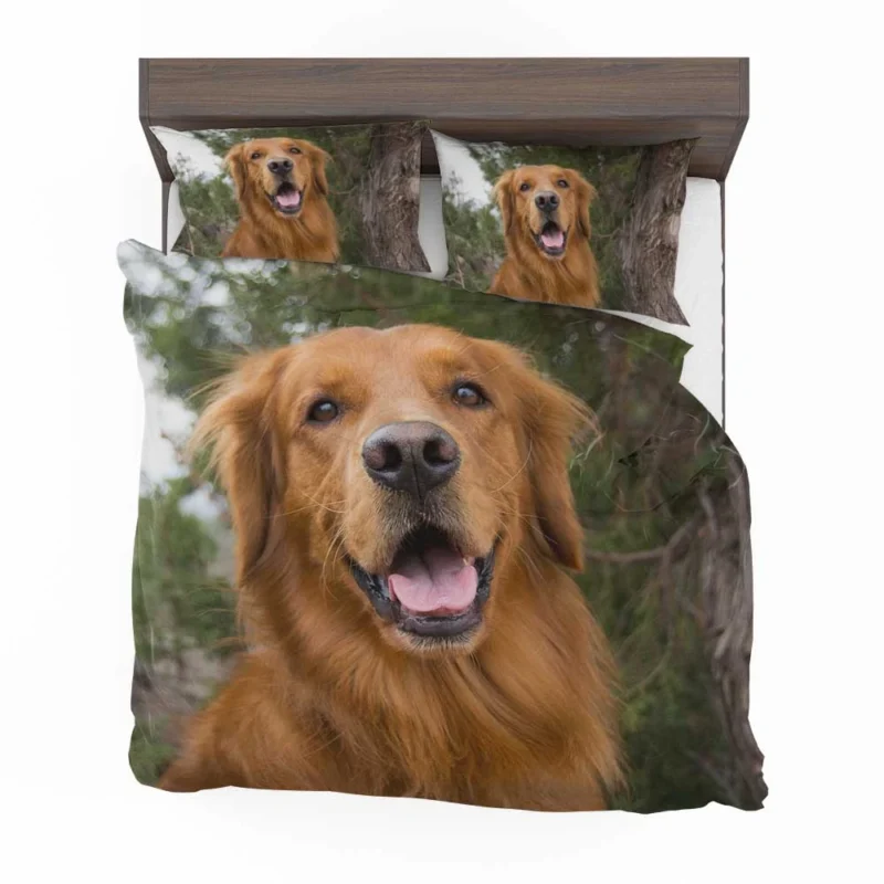 Quadruple Golden Companions: Golden Retrievers Bedding Set 1