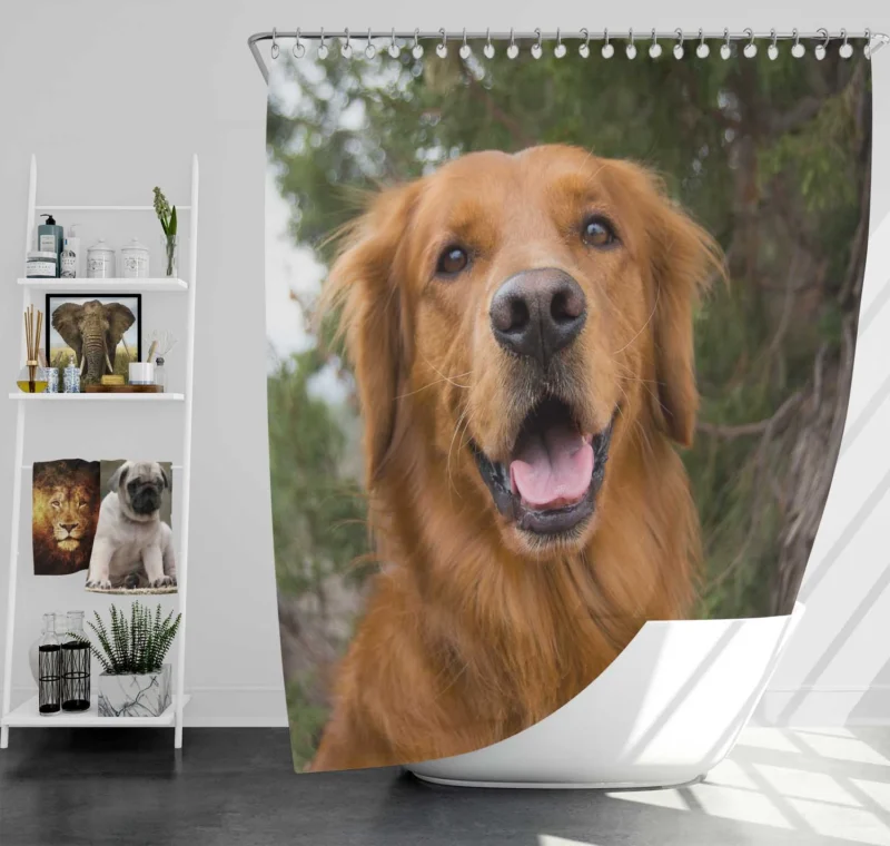 Quadruple Golden Companions: Golden Retrievers Shower Curtain