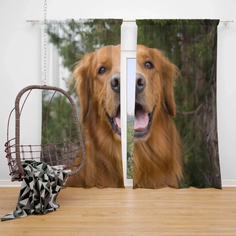 Quadruple Golden Companions: Golden Retrievers Window Curtain