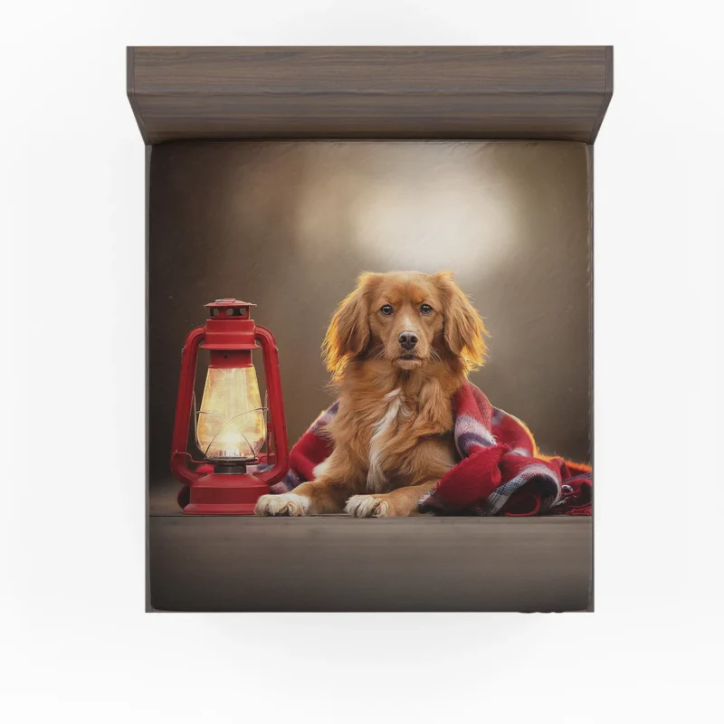 Quartet by Lantern: Nova Scotia Duck Tolling Retriever Fitted Sheet